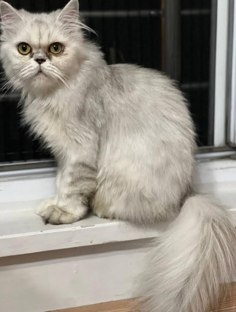 واگذاری گربه ماده