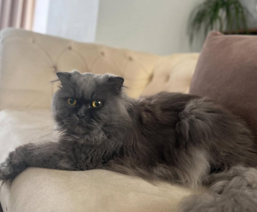 واگذاری گربه