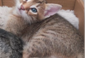 واگذاری رایگان سه بچه گربه