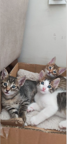واگذاری رایگان سه بچه گربه