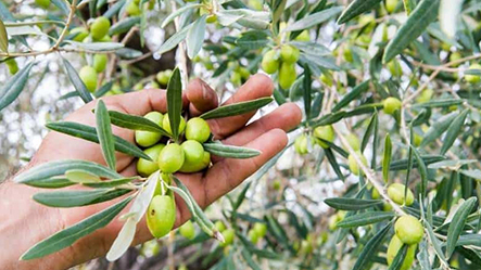 استخدام کارگر ساده برای زیتون چینی در بورسا