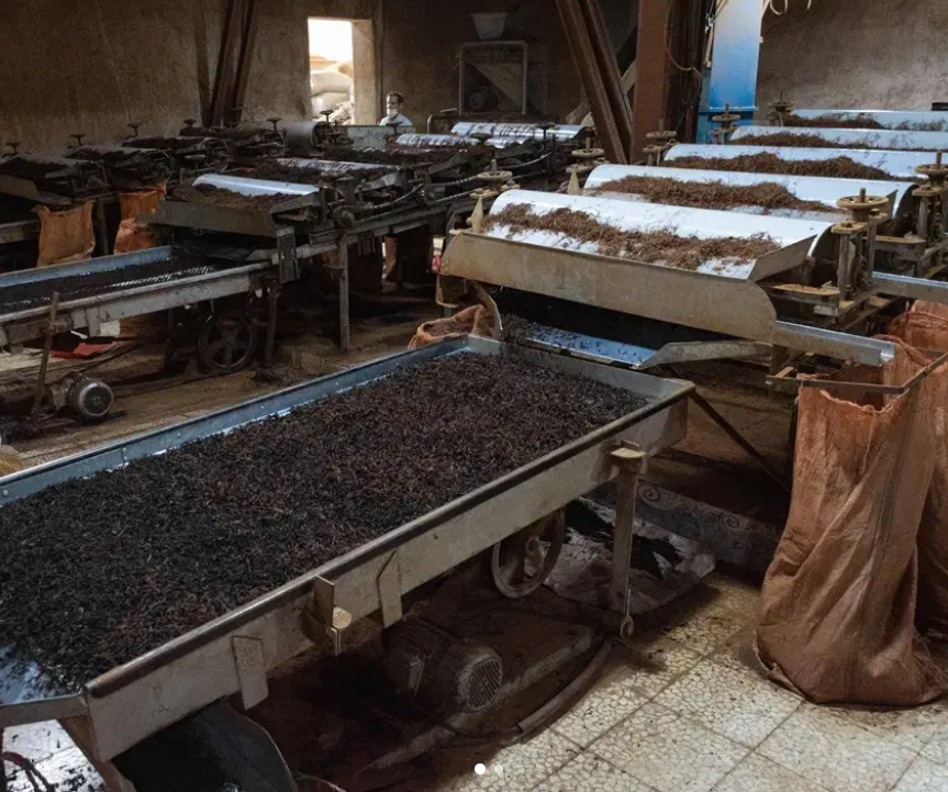 استخدام نیرو جهت کار در کارخانه چایی در استانبول