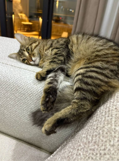 واگذاری رایگان گربه