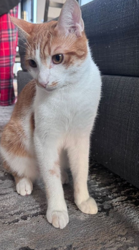 واگذاری رایگان گربه بریتیش و دی اس اچ