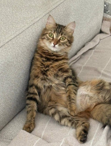 واگذاری رایگان گربه