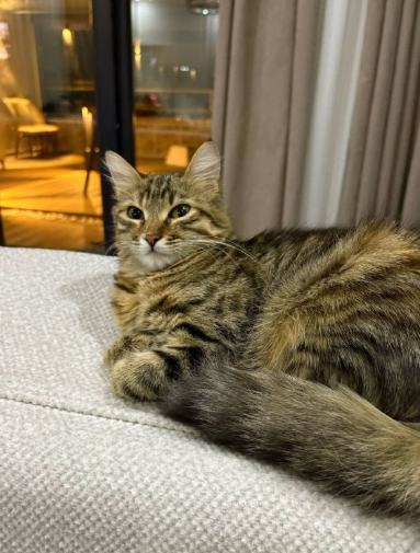 واگذاری رایگان گربه