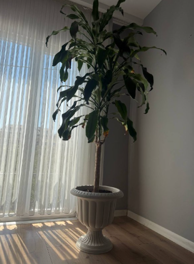 فروش گلدان طبیعی