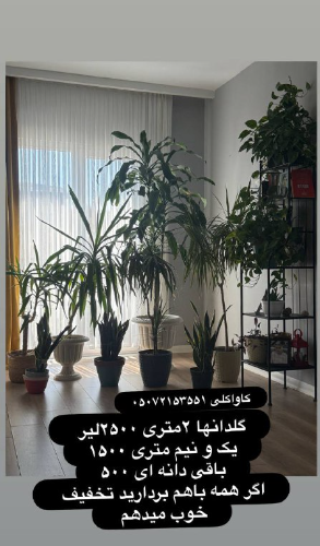 فروش گلدان طبیعی