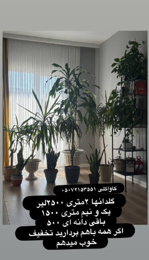 فروش گلدان طبیعی