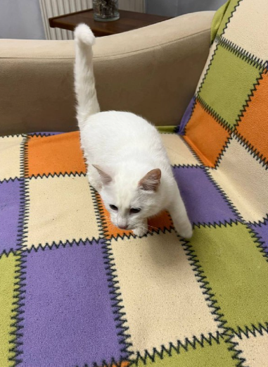 واگذاری رایگان گربه نر نژاد وان