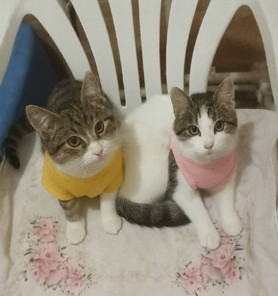 واگذاری گربه ٤ ماهه