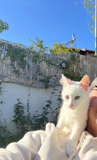 واگذاری رایگان گربه نر نژاد وان