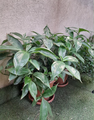 فروش کالسکه بچه مارک چیکو و میز تلویزیون