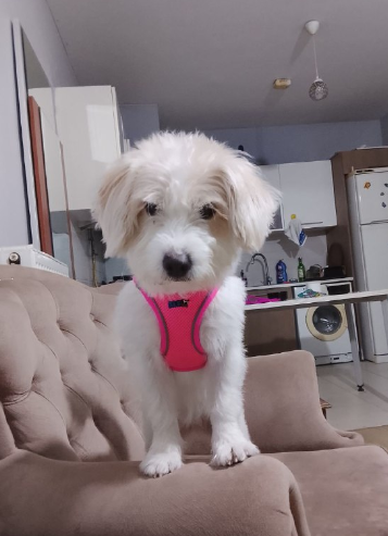 واگذاری رایگان سگ