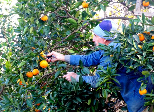 استخدام نیرو برای پرتقال چینی در شهر هاتای