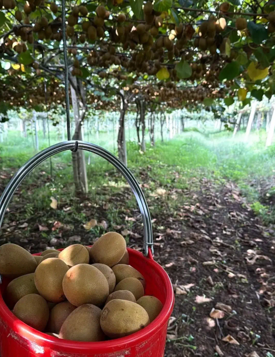 استخدام نیروی کار آقا در آنتالیا برای چیدن کیوی