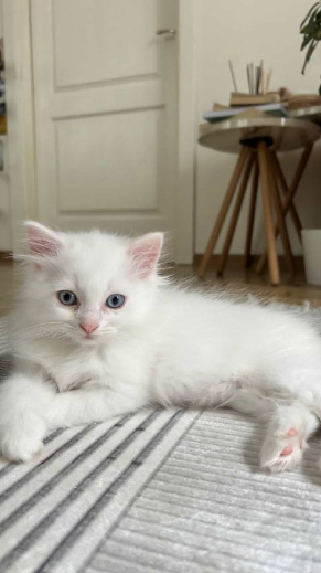 واگذاری رایگان بچه گربه در اسنیورت