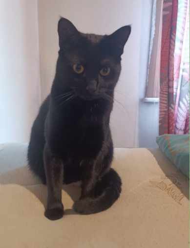 واگذاری رایگان گربه