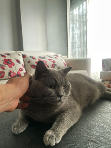 واگذاری رایگان گربه نژاد بریتیش