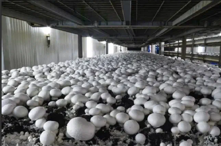 استخدام نیرو برای گلخانه پرورش قارچ در آنکارا